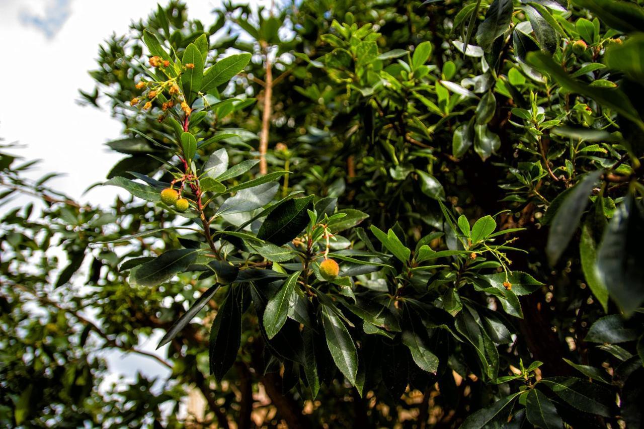 דירות ססטרי לבאנטה Fior Di Limone מראה חיצוני תמונה